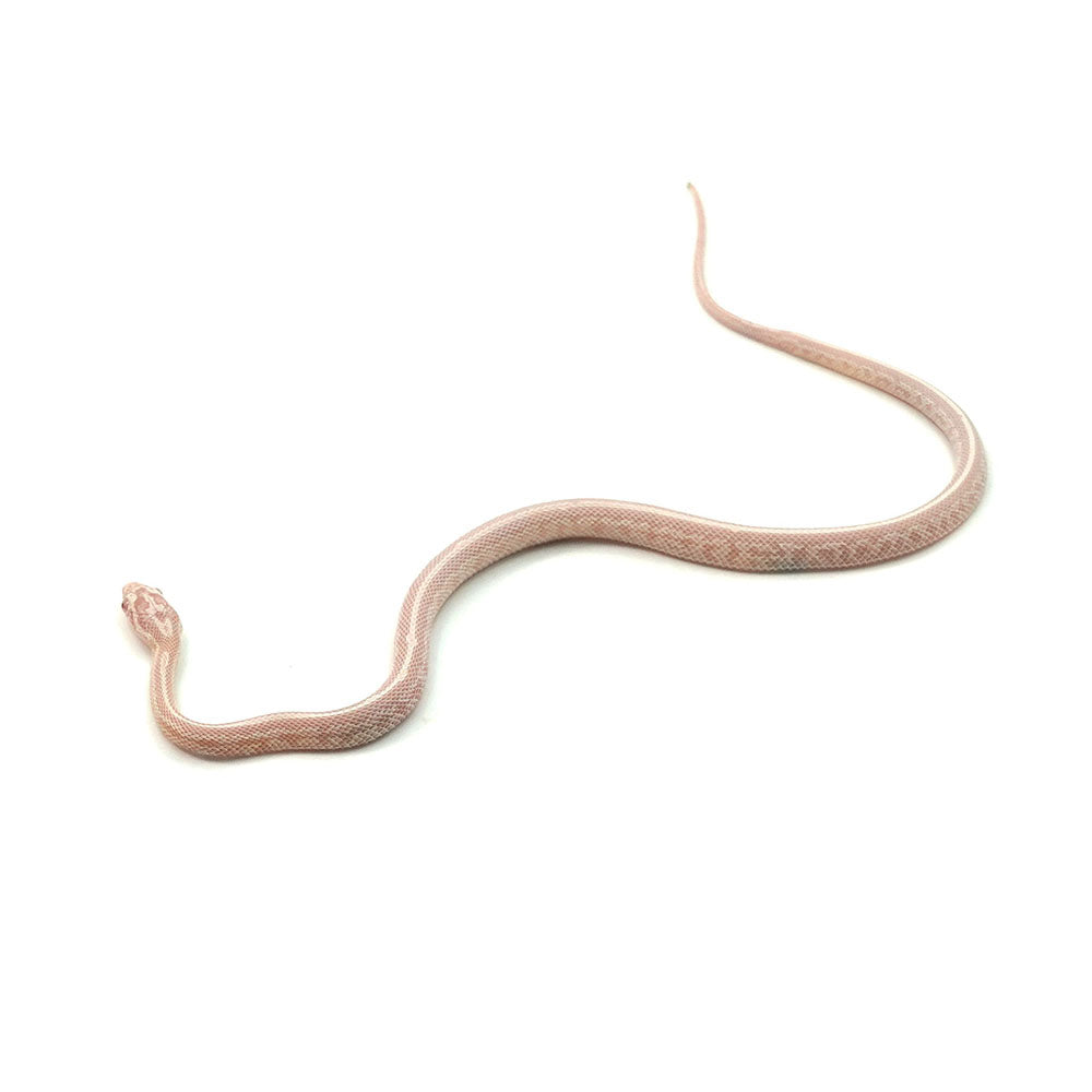 Snow Tessera Corn Snake