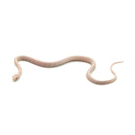 Snow Tessera Corn Snake