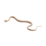 Snow Tessera Corn Snake