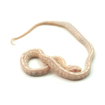 Snow Tessera Corn Snake