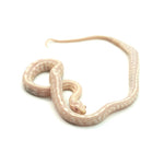 Snow Tessera Corn Snake