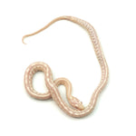 Snow Tessera Corn Snake