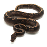 Phantom Yellow Belly GHI 100 % het Axanthic TSK-Line Ball Python