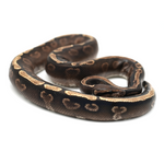 Phantom Yellow Belly GHI 100 % het Axanthic TSK-Line Ball Python