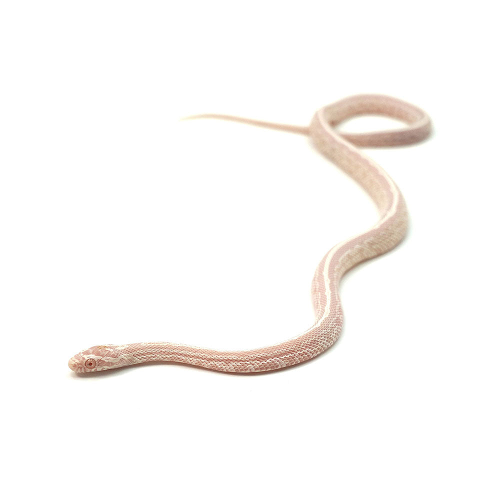 Snow Tessera Corn Snake