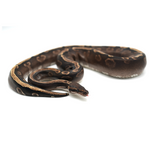 Phantom Yellow Belly GHI 100 % het Axanthic TSK-Line Ball Python