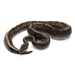 Phantom Yellow Belly GHI 100 % het Axanthic TSK-Line Ball Python