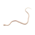 Snow Tessera Corn Snake