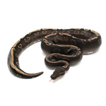 Phantom Yellow Belly GHI 100 % het Axanthic TSK-Line Ball Python