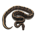 Phantom Yellow Belly GHI 100 % het Axanthic TSK-Line Ball Python