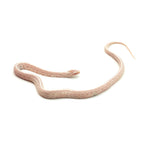 Snow Tessera Corn Snake
