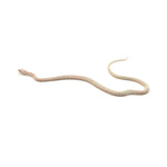 Snow Tessera Corn Snake