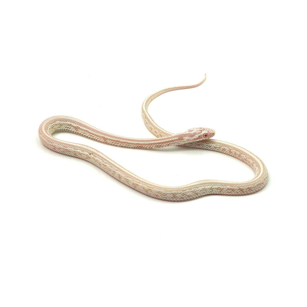 Snow Tessera Corn Snake