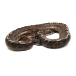 GHI Yellow Belly Ball Python