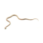 Snow Tessera Corn Snake