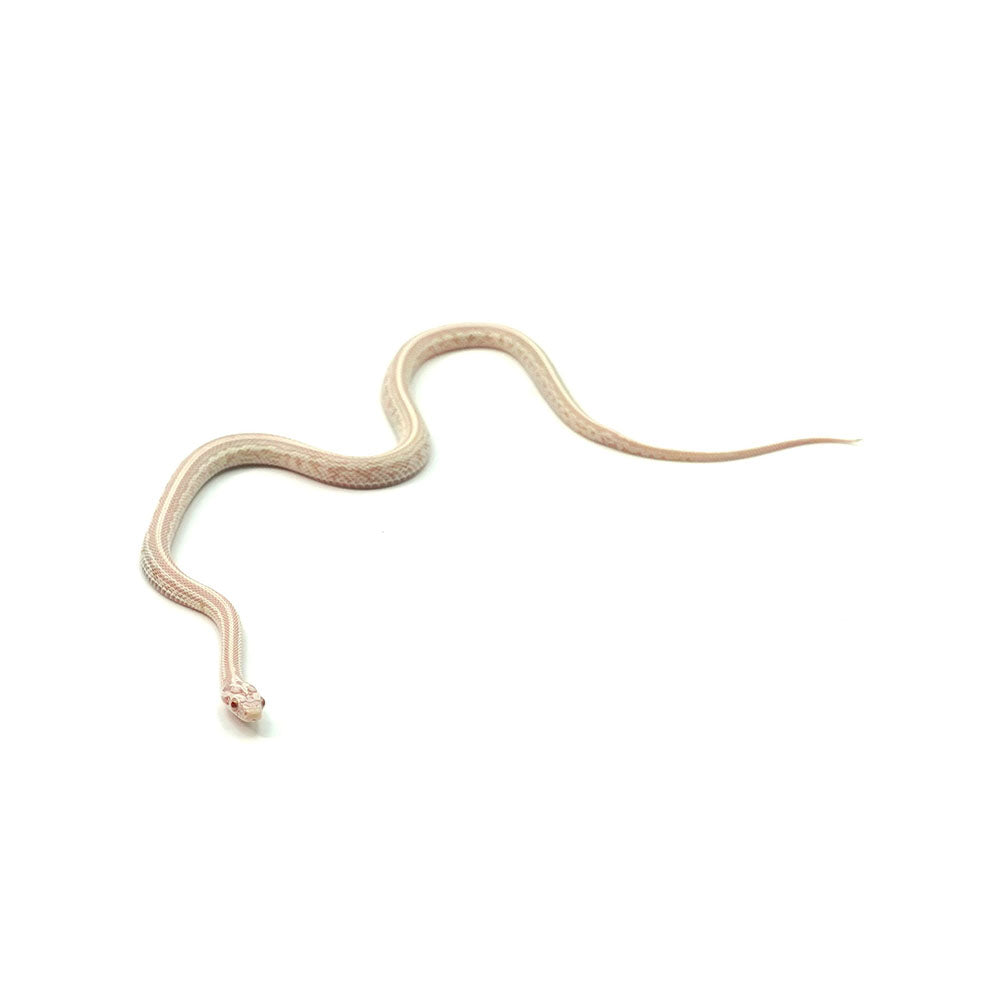 Snow Tessera Corn Snake