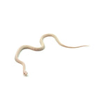 Snow Tessera Corn Snake