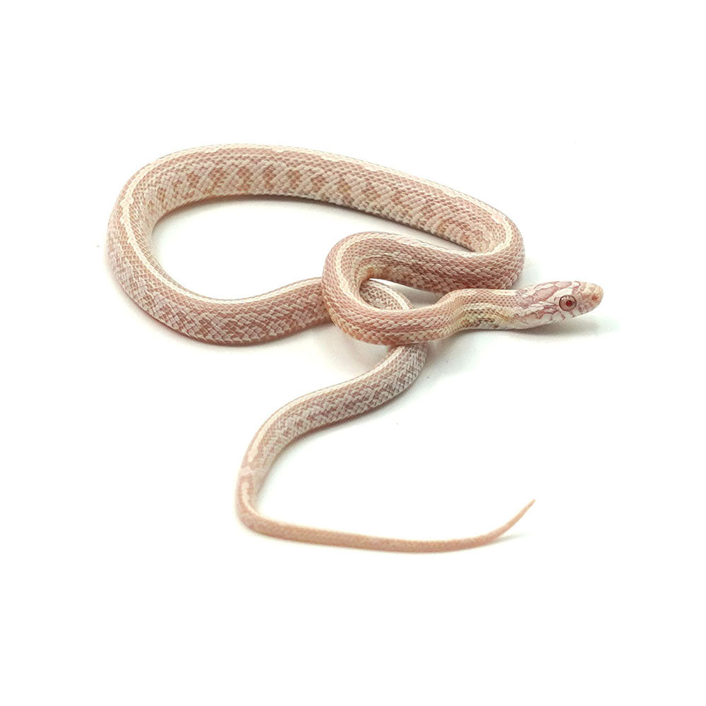Snow Tessera Corn Snake