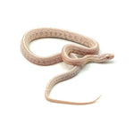 Snow Tessera Corn Snake