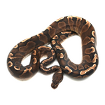 GHI Yellow Belly Ball Python
