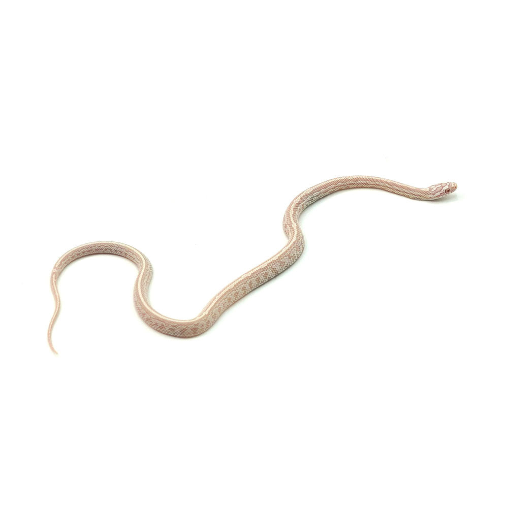 Snow Tessera Corn Snake
