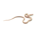 Snow Tessera Corn Snake