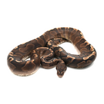 GHI Yellow Belly Ball Python