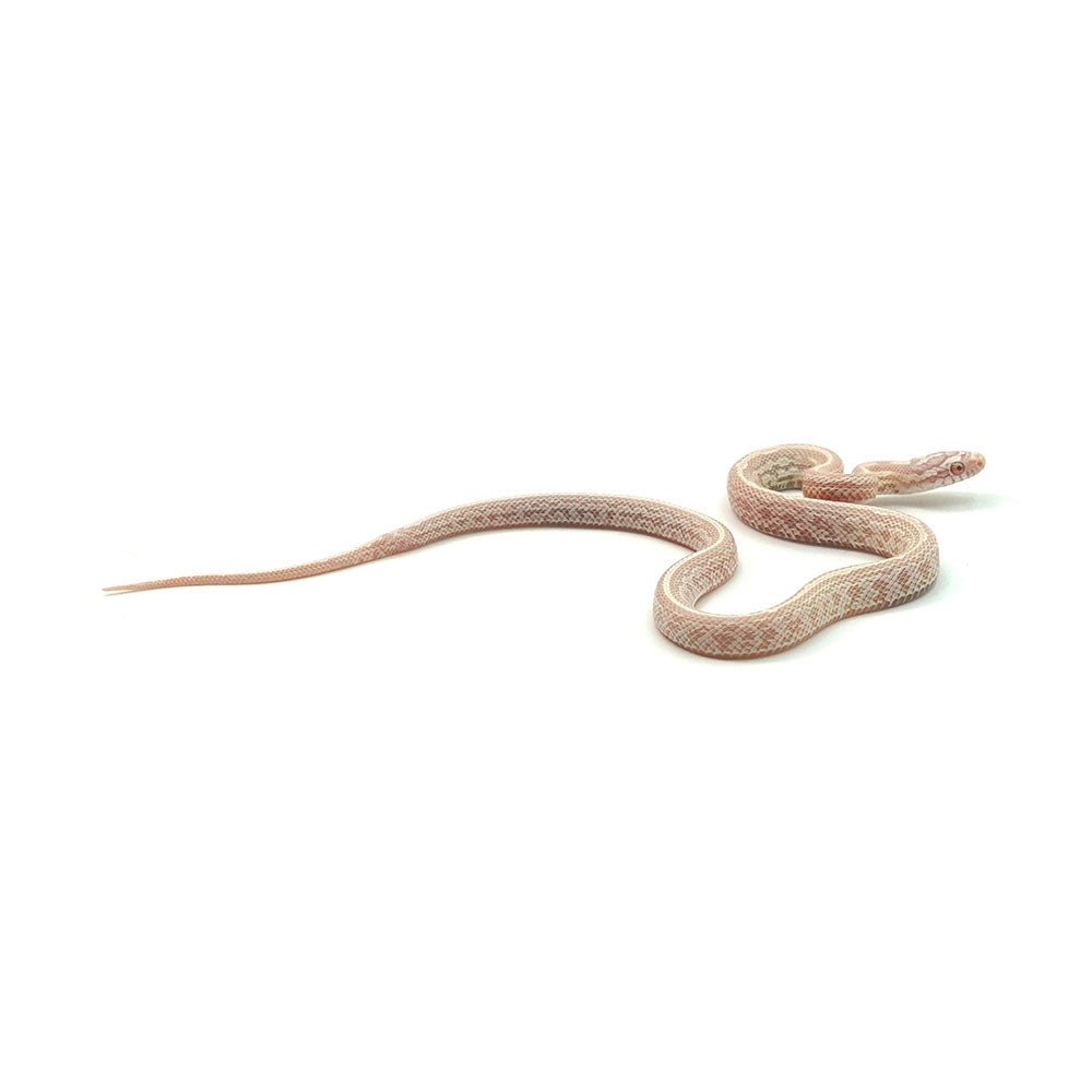 Snow Tessera Corn Snake