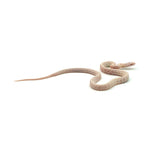 Snow Tessera Corn Snake