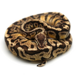 Pastel Hidden Gene Woma Granit 100 % het Clown Ball Python