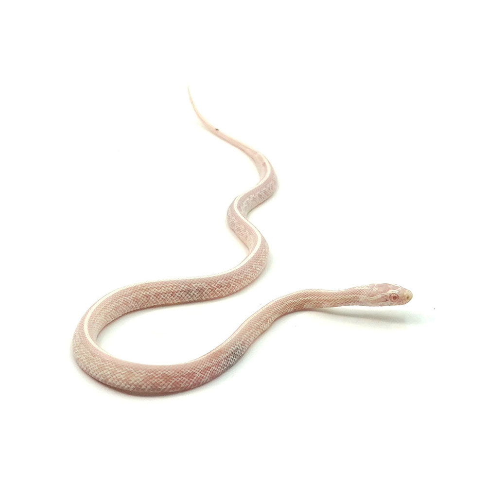 Snow Tessera Corn Snake