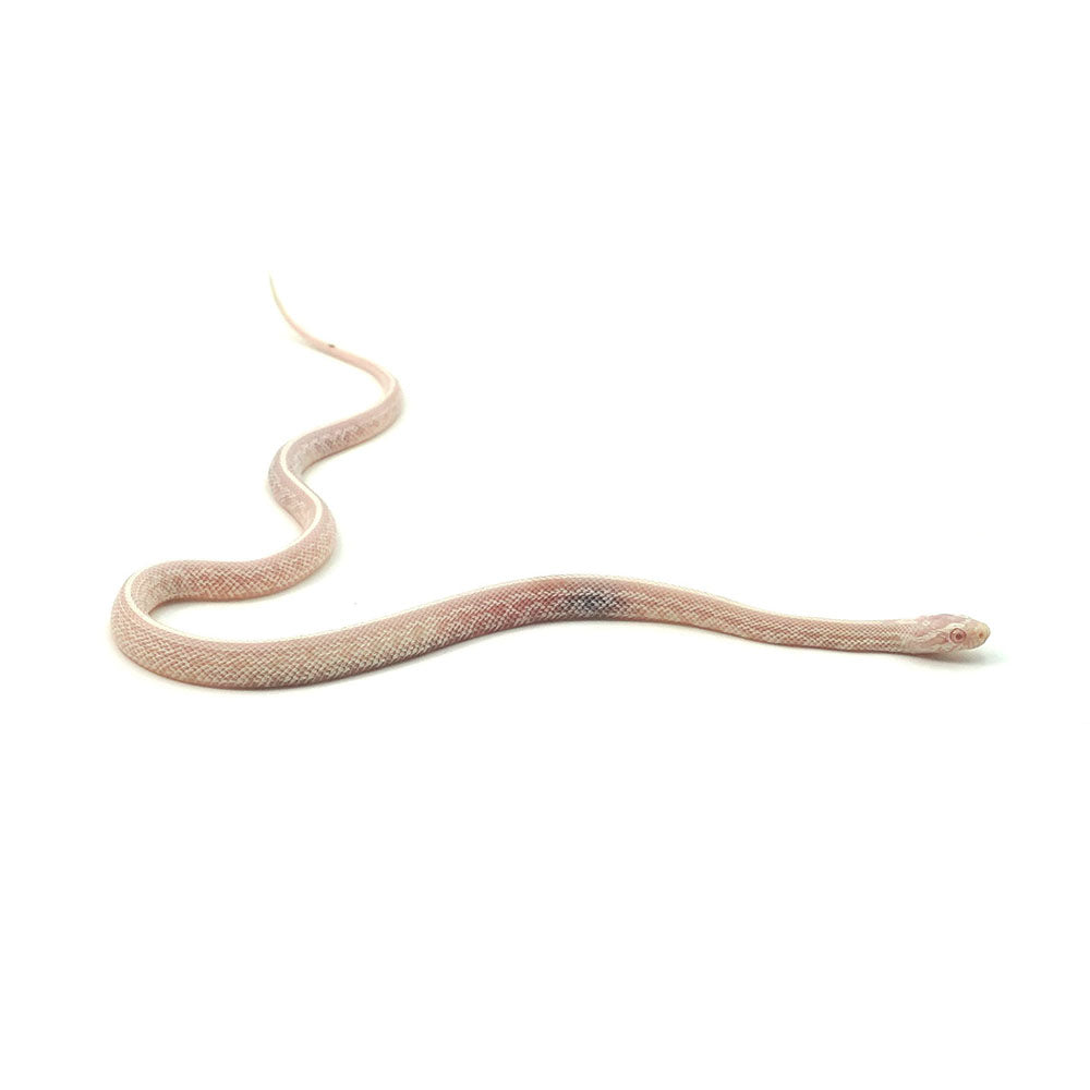Snow Tessera Corn Snake
