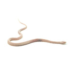Snow Tessera Corn Snake