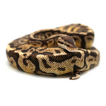 Pastel Hidden Gene Woma Granit 100 % het Clown Ball Python