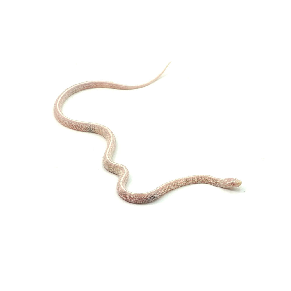 Snow Tessera Corn Snake