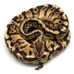 Pastel Hidden Gene Woma Granit 100 % het Clown Ball Python