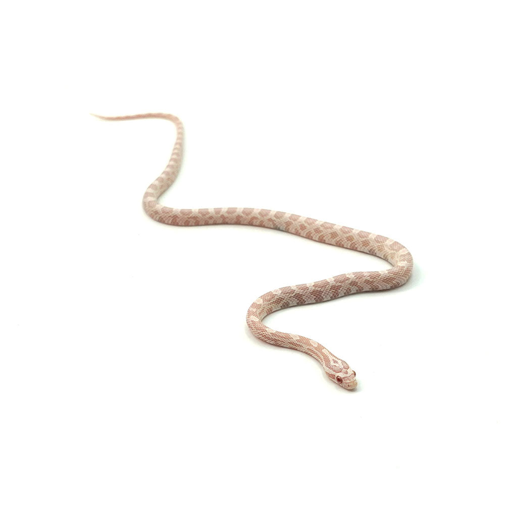 Snow Corn Snake