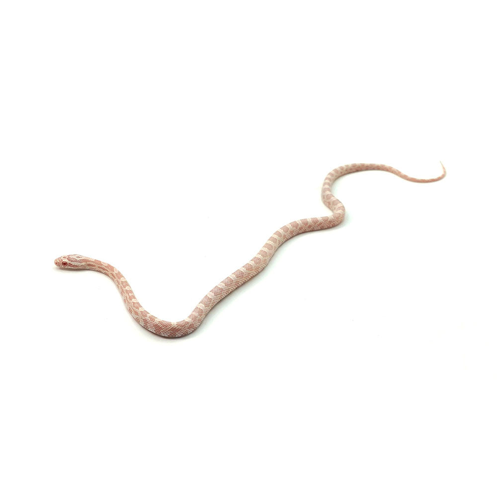 Snow Corn Snake