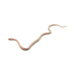 Snow Corn Snake