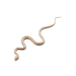 Snow Corn Snake