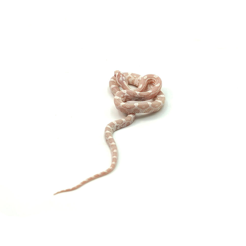 Snow Corn Snake