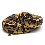 Pastel Hidden Gene Woma Granit 100 % het Clown Ball Python