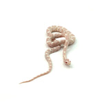 Snow Corn Snake