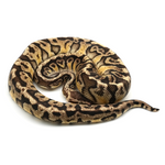 Pastel Hidden Gene Woma Granit 100 % het Clown Ball Python