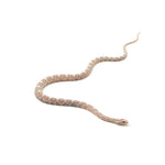 Snow Corn Snake