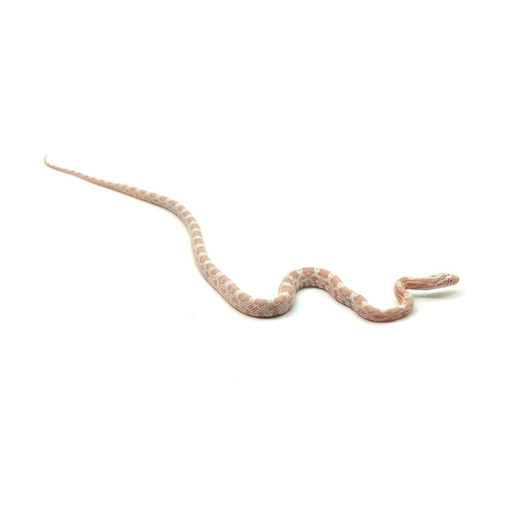 Snow Corn Snake
