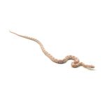 Snow Corn Snake