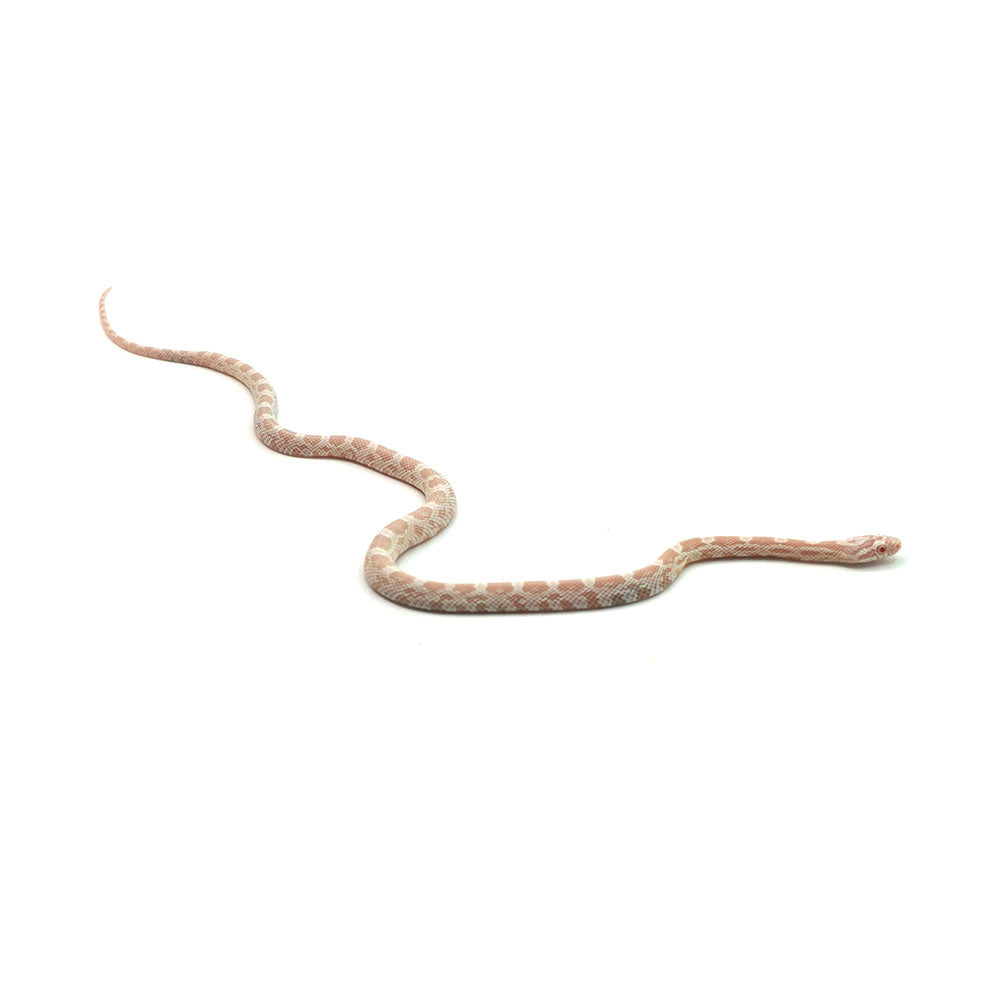 Snow Corn Snake