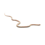 Snow Corn Snake