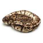 Hidden Gene Woma Granit Yellow Belly Ball Python